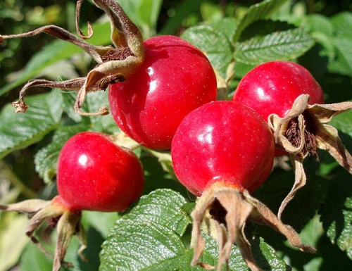 make rose hips syrup